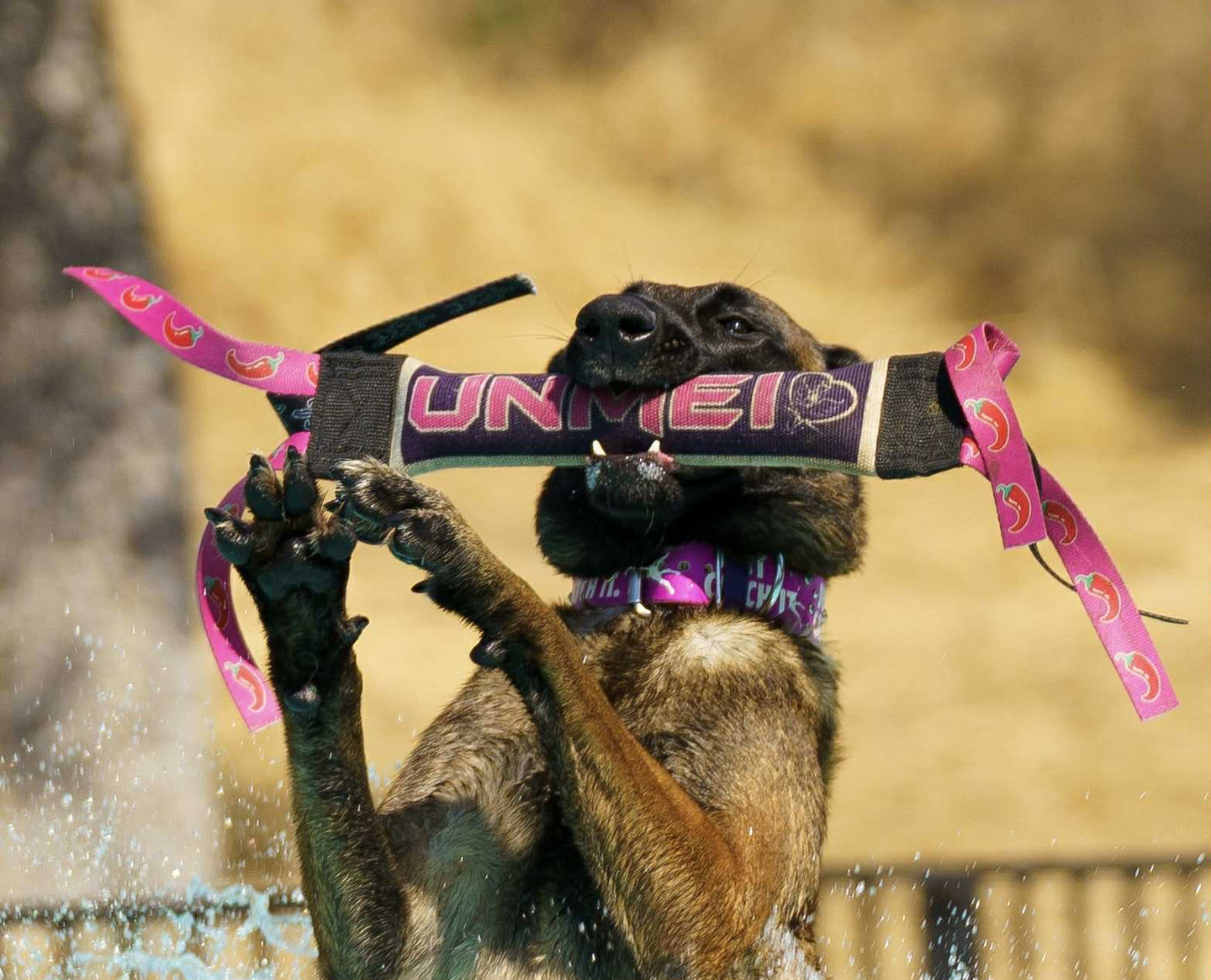 Dock Diving Bumper Tug - Competition Series Weighted - Customizable - Bulletproof Pet Products Inc