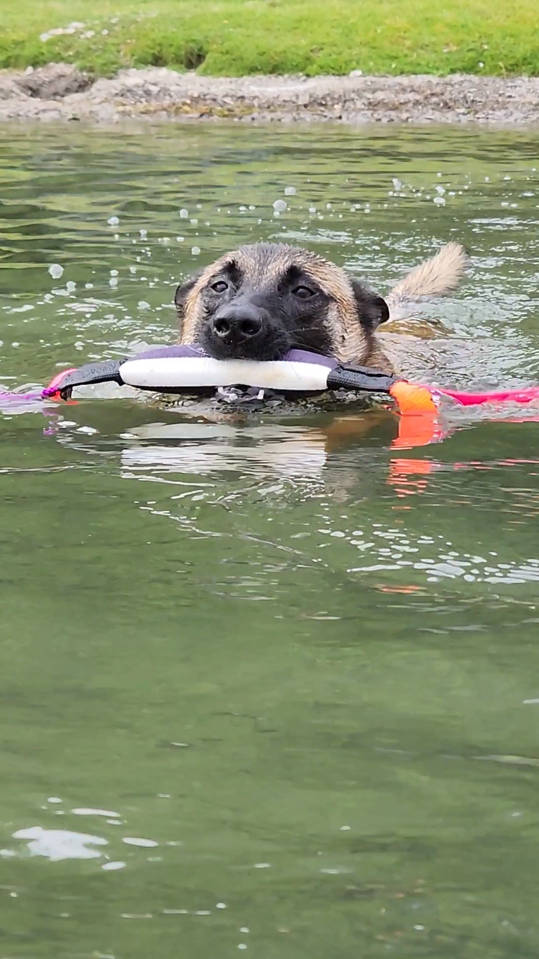 MINI DOCK DIVING BUMPER TUG - COMPETITION SERIES - Bulletproof Pet Products Inc