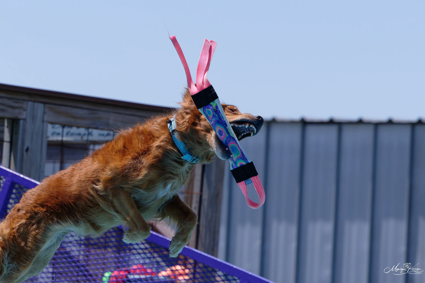 Dock Diving Bumper Tug - Competition Series Weighted - Customizable - Bulletproof Pet Products Inc