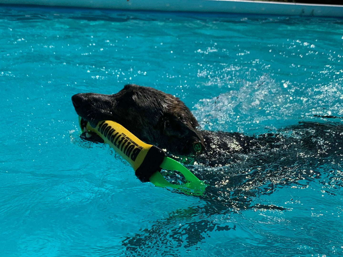 DOCK DIVING BUMPER TUG - COMPETITION SERIES WEIGHTED - CUSTOMIZABLE - Bulletproof Pet Products Inc