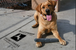 Indestructibone Professional Grade ™Mega Max 12" - Dogs 51-100 lbs - Bulletproof Pet Products Inc