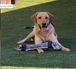 Labrador Fire Hose Training Tug - Camo Series - Bulletproof Pet Products Inc