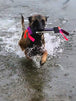 MINI DOCK DIVING BUMPER TUG - COMPETITION SERIES - Bulletproof Pet Products Inc