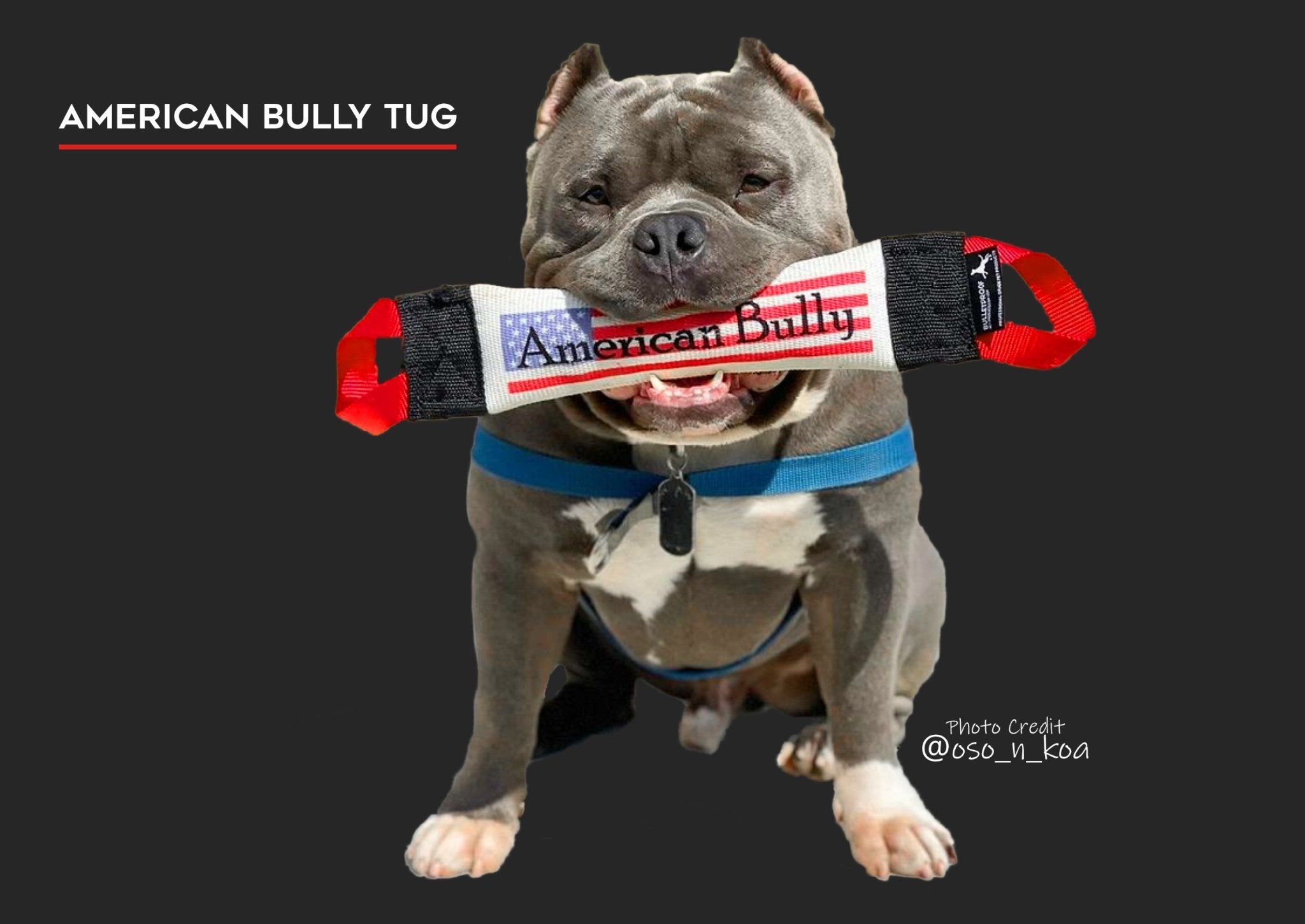 American store bully leash