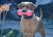 BIG DAWG XL - DOGS 40 + LBS. BY RUFF DAWG - Bulletproof Pet Products Inc