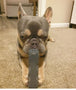 Indestructibone™ Professional Grade Original 3 pack - Dogs 16-29 lbs. - Bulletproof Pet Products Inc