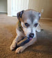 Indestructibone™ Professional Grade Original - Dogs 16-29lbs - Bulletproof Pet Products Inc