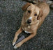 Indestructibone™ Professional Grade Original - Dogs 16-29lbs - Bulletproof Pet Products Inc