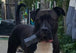 Indestructibone™ Professional Grade XL - Dogs 30-50 lbs. - Bulletproof Pet Products Inc