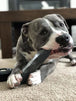 Indestructibone Professional Grade XL Plus- Dogs 51 -100 lbs - Bulletproof Pet Products Inc