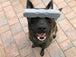 Indestructibone Professional Grade XL Plus- Dogs 51 -100 lbs - Bulletproof Pet Products Inc