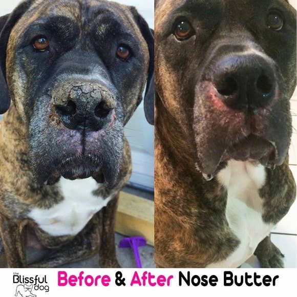 Best nose 2025 butter for dogs