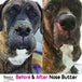 NOSE BUTTER - BY THE BLISSFUL DOG - Bulletproof Pet Products Inc
